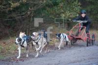 NM03_Hund11_0788.jpg