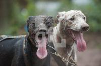NM03_Hund12_0725.jpg