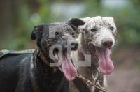 NM03_Hund13_0727.jpg