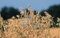 AA01_Getreide03_0700.jpg