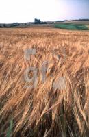 AA01_Getreide21_0700.jpg