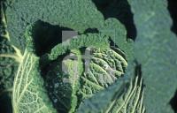 AA01_Kohl03_0700.jpg
