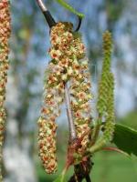 BA99_Pollen_0757.JPG