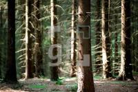 CI30_Nadelwald_0121.jpg
