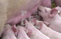 CK02_Ferkel_0721.jpg
