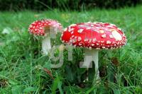 CL16_Fliegenpilz_0133.jpg