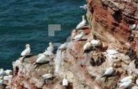 DG99_Helgoland03_0702.jpg