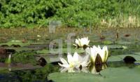 DH17_Seerose_0123.jpg