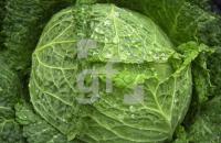 DK17_Kohl_0718.jpg