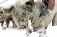 EC03_Schweine_0132.jpg