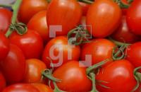 EF17_Strauchtomaten_0906.JPG