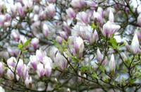EF29_Magnolien_0177.jpg