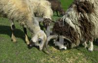 EG08_Schafe02_0730.JPG