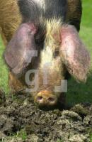 EG08_Schweine01_0791.jpg
