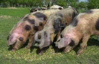 EG08_Schweine02_0733.JPG