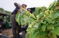EI01_Havekost01_0766.jpg
