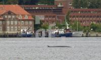 EI28_FinnwalKiel_0121.jpg