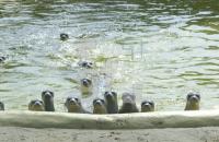 EJ01_Seehunde_0787.jpg