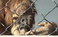 EL01_Affe_0708.JPG