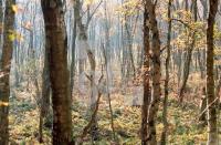 EL28_Birkenwald_0144.jpg
