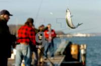 FE29_Hering1_0188.jpg