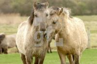 FF19_Konik1_0132.jpg