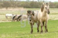 FF19_Konik77_01244.jpg
