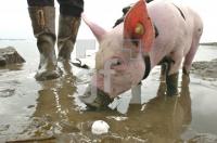 FF23_Wattschwein_0724.jpg