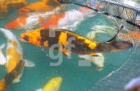 FF30_Fischzucht04_0908.jpg