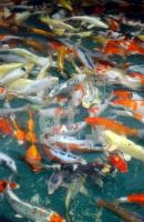 FF30_Fischzucht05_0905.jpg