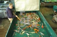 FF30_Fischzucht06_0904.jpg