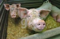 FG10_Schwein_0791.jpg