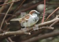 FG13_Spatz1_0134.jpg