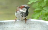 FG13_Spatz3_0136.jpg