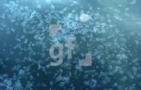 FG14_Quallen1_0134.jpg