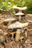 FG15_Pilze1_0188.jpg