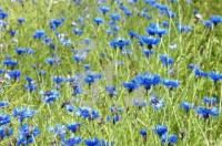 FH08_Kornblumen1_0198.jpg