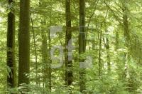 FH08_Wald5_0151.jpg