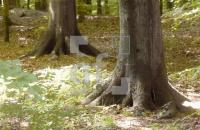 FH08_Wald66_0173.jpg