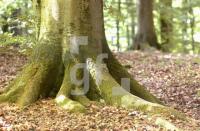 FH08_Wald6_0142.jpg