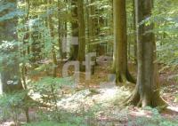FH08_Wald9_0123.jpg