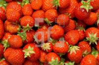 FI03_Erdbeeren_0172.jpg