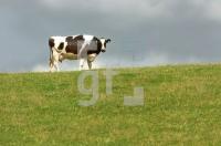 FI03_Rind1_0144.jpg