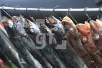FI04_Fisch01_1465.JPG
