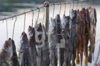 FI04_Fisch02_1463.JPG