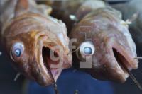 FI04_Fisch03_1467.JPG