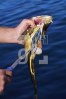 FI10_Fisch05_1410.JPG