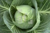 FI15_Kohl01_0734.jpg