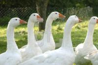 FI22_Gans01_0735.jpg