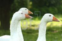 FI22_Gans02_0747.jpg